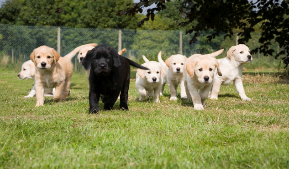 Devon firm backs Guide Dogs charity The Exeter Daily